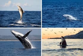 Some of the species of whale and dolphin that can be seen in Scottish waters.